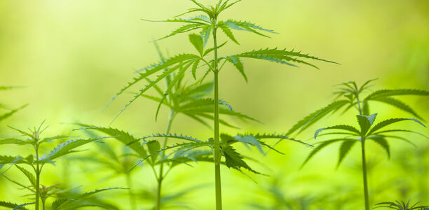 Bild zu Cannabis-Legalisierung - Vergiftungen häufen sich bei Kindern in Kanada