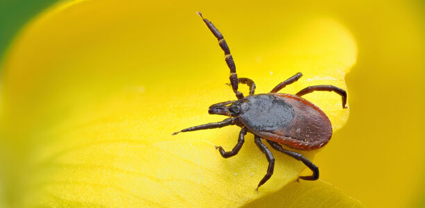 Bild zu Zecken & FSME - Forschende erwarten hohe Fallzahlen für 2024