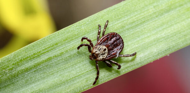 Bild zu Antibiotika-Serie der YoungDGPI - Therapeutisches Vorgehen bei Borreliose 