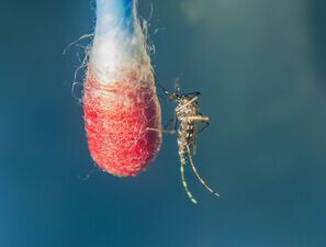 Bild zu Tropenkrankheiten - Dengue –  Epidemiologie, Klinik, Therapie und Prophylaxe